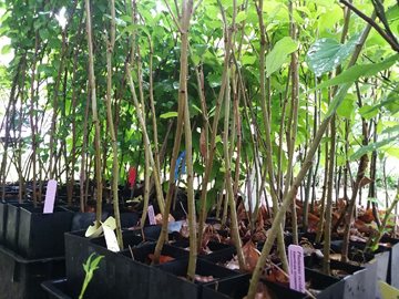 tree seedlings in containers