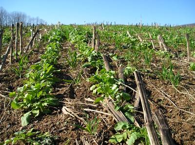 Conservation Tillage with Cover Crop